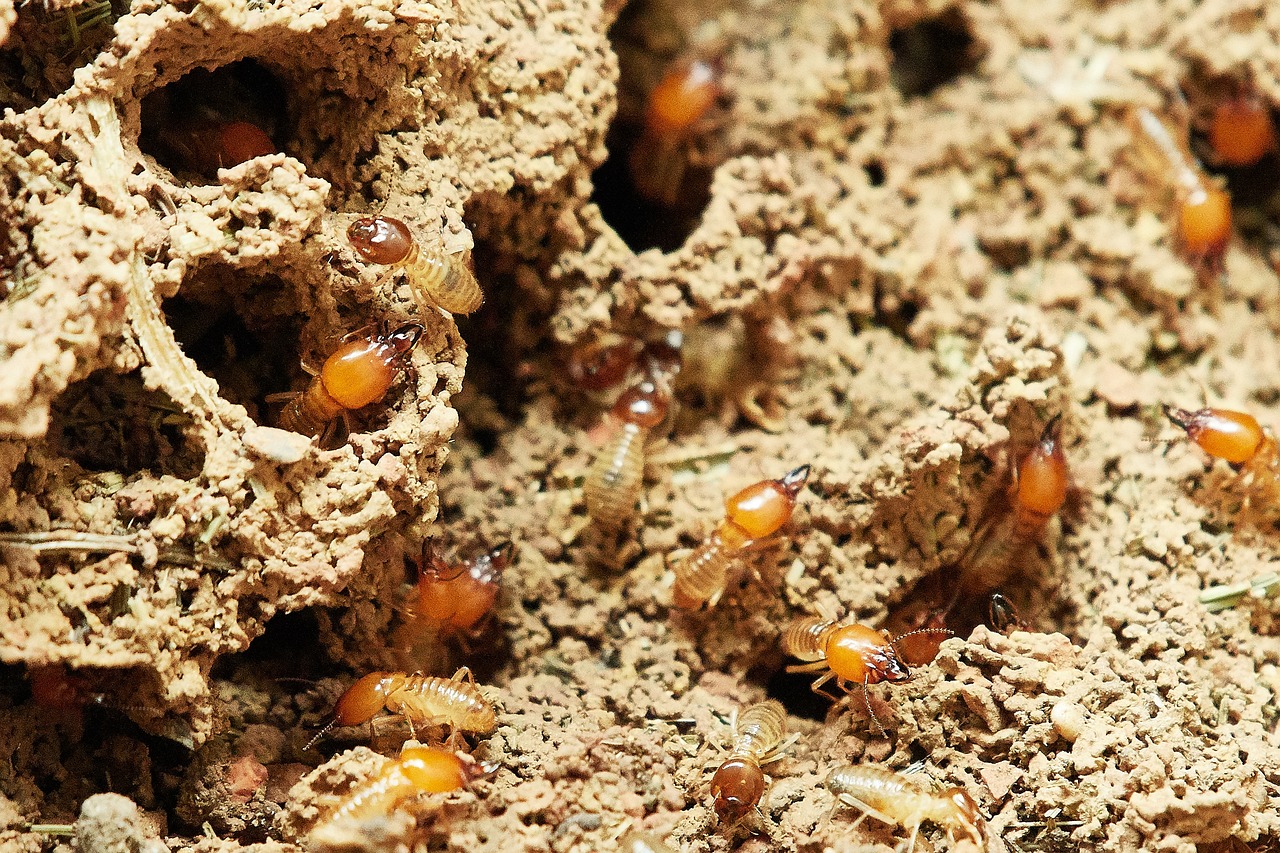¿Qué es bueno para eliminar las termitas?