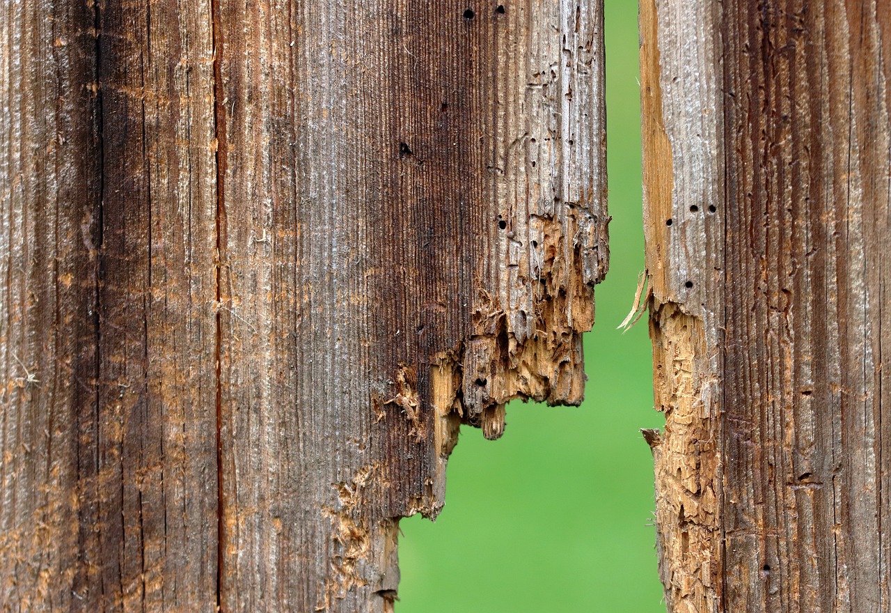 ¿Cuánto dura la carcoma en la madera?